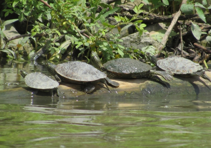 Map Turtles